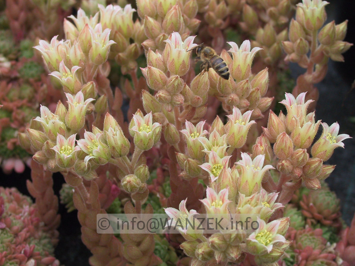 Rosularia pallida 01.JPG